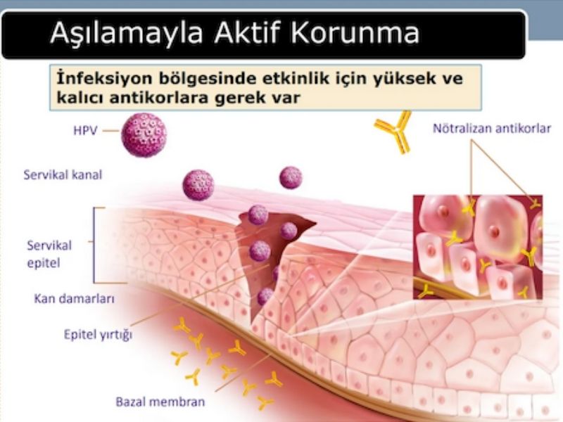 hpv-neden-onemlidir