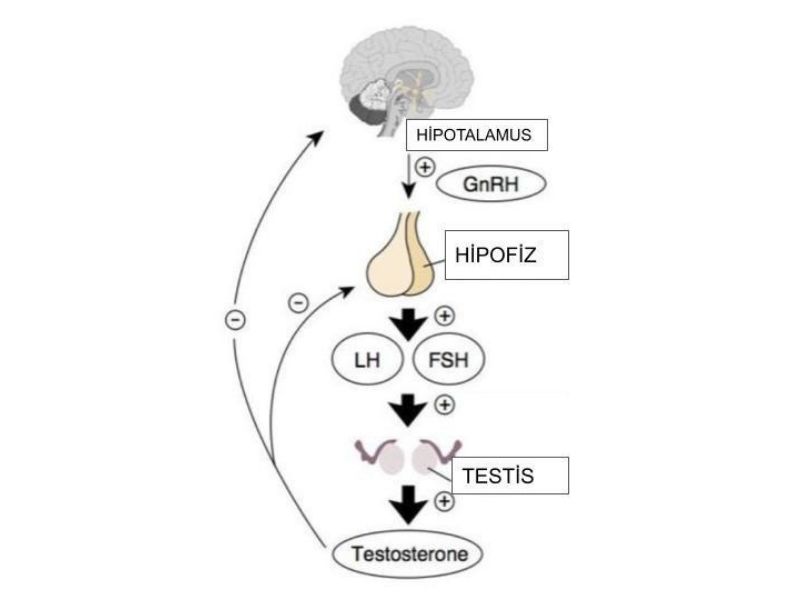 insan-vucudunda-testosteronun-uretimi-kontrolu