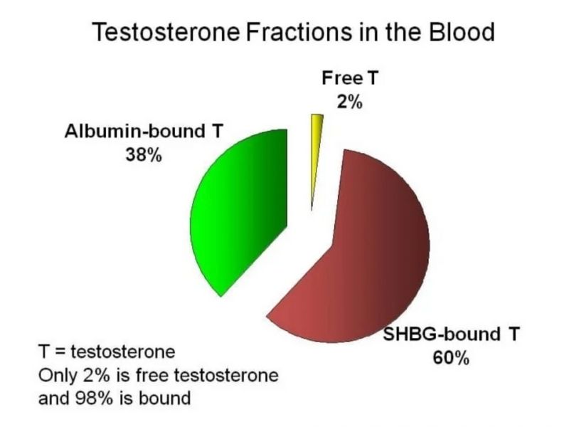 kandaki-testosteron