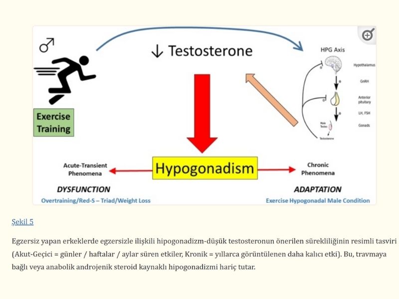 sporcularda-dusuk-testosteron-nedir