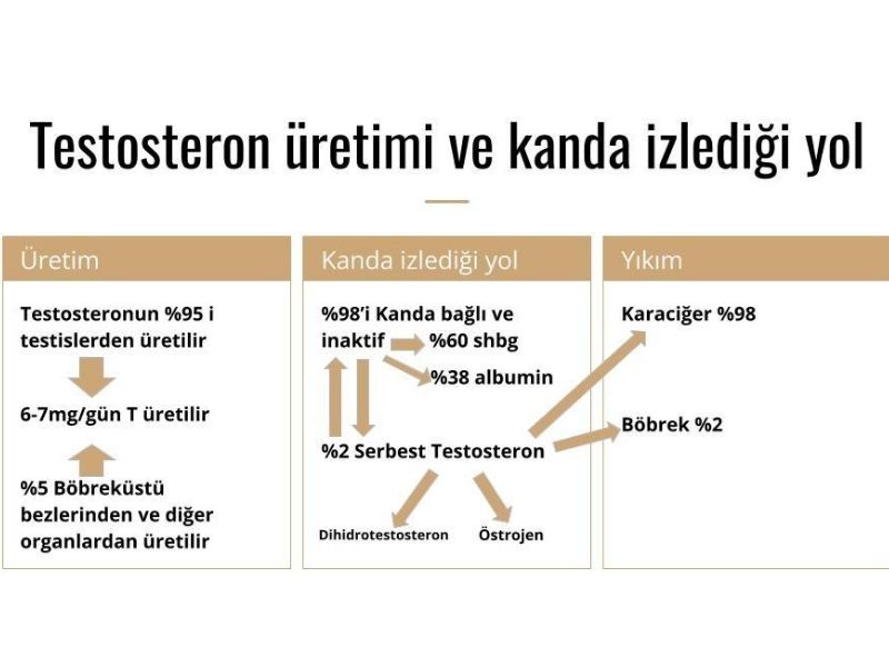 testosteron-uretiminin-kanda-izledigi-yol